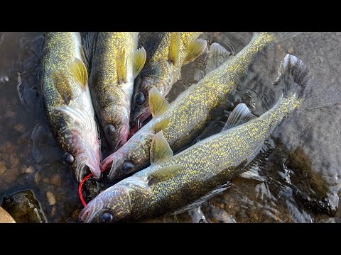 Видео: Рыбалка на северо-востоке Айовы