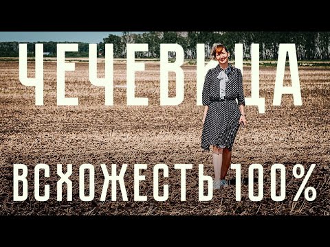 Видео: ЧЕЧЕВИЦА: неожиданные результаты, которые шокировали агрономов!