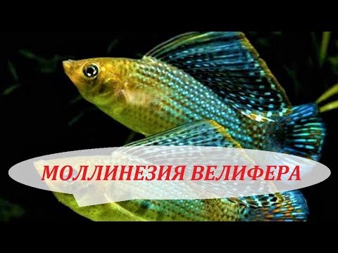 Видео: Моллинезия Велифера, Парусная, Высокоплавничная. Содержание, разведение, совместимость