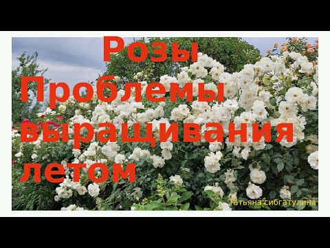 Видео: Розы Проблемы выращивания летом