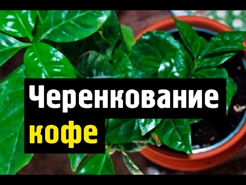 Видео: Кофейное дерево выращивание и размножение дома