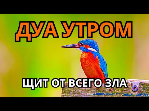 Видео: 🤲 МОЩНОЕ УТРЕННЕЕ ДУА ДЛЯ ЗАЩИТЫ 🙏☀️