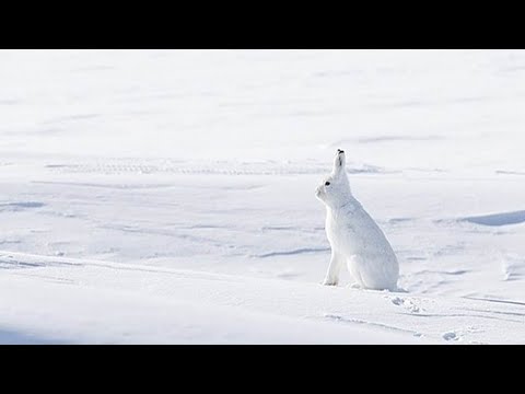 Видео: ОХОТА ВСЕГДА БЫ ТАК КАК СЕГОДНЯ.