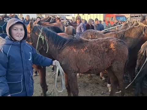 Видео: 17.11.2025Сарыағаш мал базары.Аттар,құнандар,дөнендер,биелер,биелер құлынымен,байталдар,тайлар,құлын