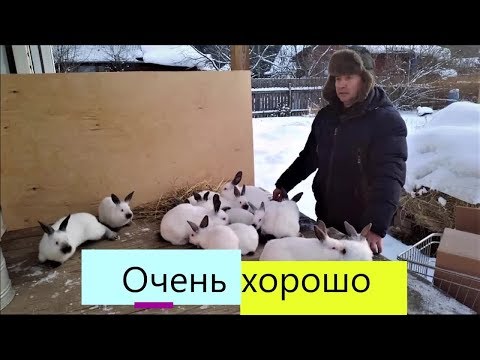 Видео: КРОЛИКИ одной породы это ХОРОШО