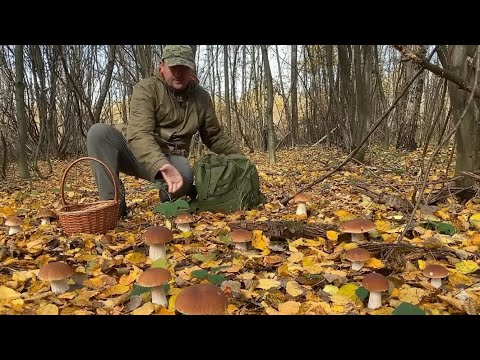 Видео: Последние гигантские грибы осени. Ноябрь 2025 г.