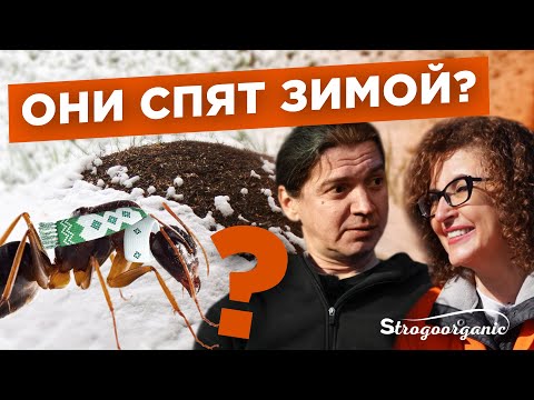 Видео: Как муравьи переживают зиму? №7 / Мария Винокур и Данила Горюнов / Strogoorganic