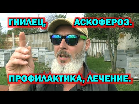 Видео: АСКОФЕРОЗ, ГНИЛЕЦ. ПРОФОЛАКТИКА И ЛЕЧЕНИЕ.