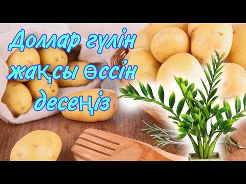 Видео: Доллар гүлін жақсы өссін десеңіз. Доллар гүліне пайдалы тыңайтқыш. Гүлдер әлемі. Үй гүлдер