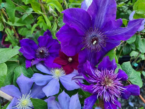 Видео: КЛЕМАТИСЫ. Когда ОТКРЫВАТЬ,  как  ПОСАДИТЬ правильно и где купить САЖЕНЦЫ? Отвечаю на Ваши вопросы!