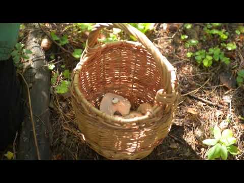 Видео: Грибной сезон. Сыроежки