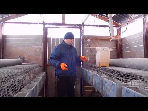 Видео: Сколько воды пьют кролики зимой?