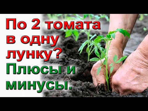 Видео: Посадка по 2 томата в одну лунку Плюсы и минусы