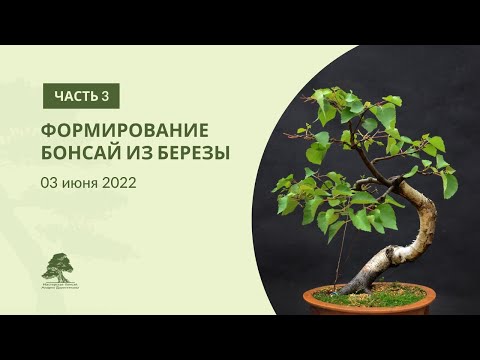Видео: Формирование бонсай из березы