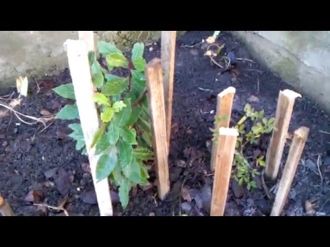 Видео: Укрытие на зиму лавра и трифоллиаты.