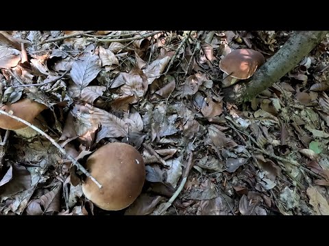 Видео: Оце Гриби! Оце чудовий результат! По Білі Гриби