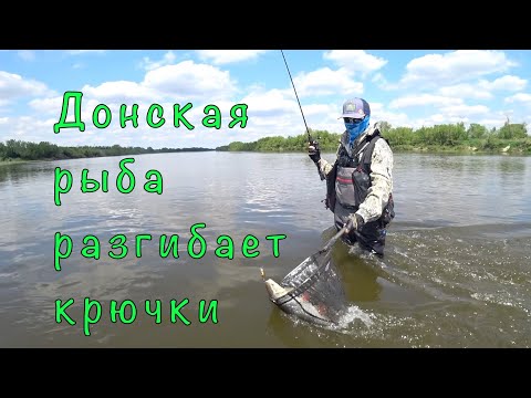Видео: Донской ГОЛАВЛЬ, ЖЕРЕХ и ЩУКА. Пешая рыбалка с друзьями.