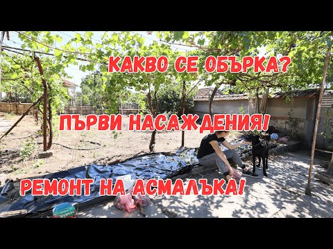 Видео: Първи насаждения | Началото на ремонтите | Всичко се обърка!