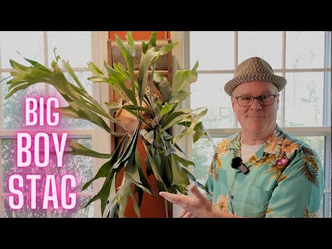 Видео: Папоротник «Олений рог»: советы, рекомендации по уходу и краткая презентация