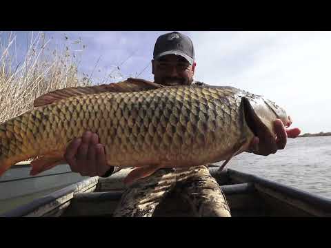 Видео: НАЛОВИЛ ПРИГОТОВИЛ И СЪЕЛ САЗАН НА 14 кг  ЖАРЕННАЯ ГУСТЕРА ЧУТЬ ПАЛЬЦЫ НЕ СГРЫЗ