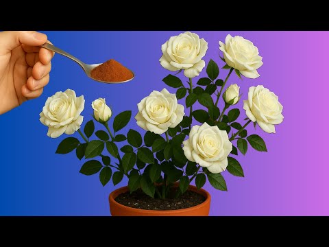 Видео: Всего ложка! Бутоны роз на стебле и корнях вырастут очень быстро!