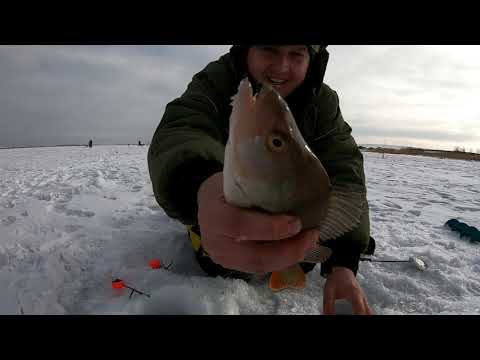 Видео: Рыбалка в Караганде 2021! Окунищеее!