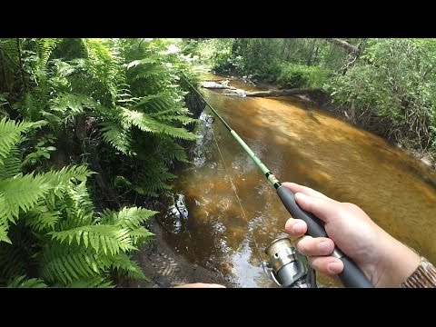 Видео: Щучье утро и прогулка по сказочной лесной реке!