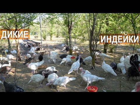 Видео: Круглогодичное содержание индеек на воле. Дикие индейки. КФХ Кирилла Жданова.