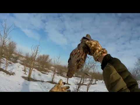 Видео: Охота на куропатку в Ставропольском крае с курцхааром и двустволкой! Сборник охот 2022-2023