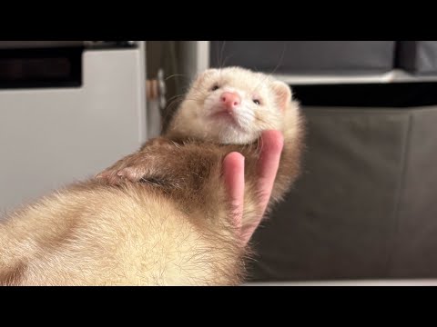 Видео: Бесполезное видео почти на 4 минуты как хорек умывается 😁