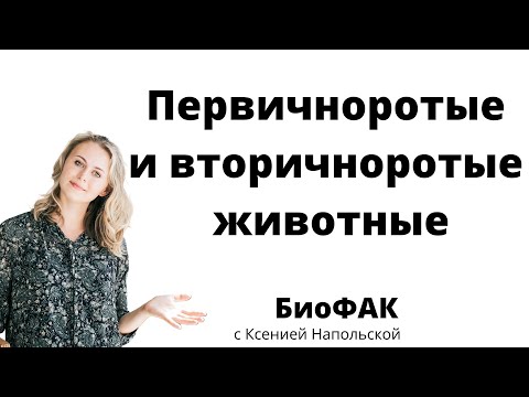 Видео: Первичноротые и вторичноротые животные