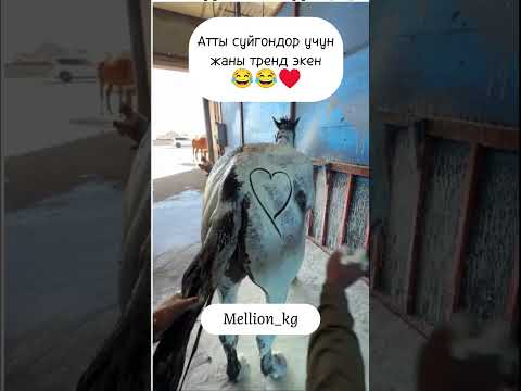 Видео: 🐴🇰🇬😅#кыргызстан #ат