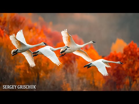 Видео: Красивая музыка (Осень) Романтическая расслабляющая музыка! Красивая музыка для души #Relaxing
