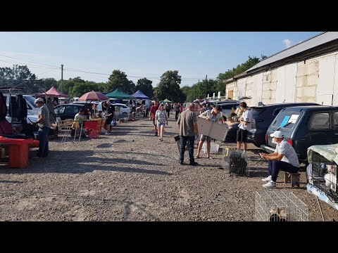 Видео: Ярмарка Кропоткин,Птичий Рынок - 28.07.24