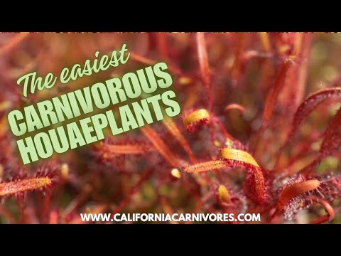 Видео: Три самых простых плотоядных комнатных растения
