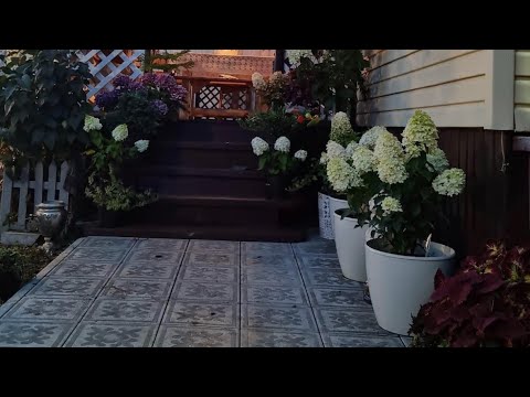 Видео: Сажаем вместе гортензии с ОКС