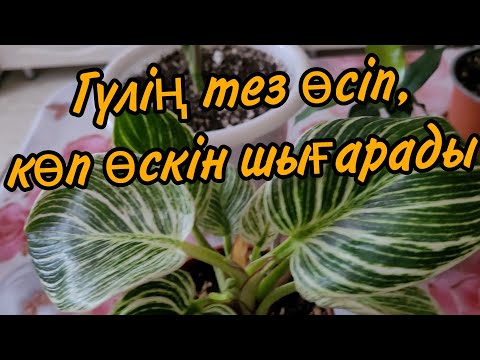 Видео: Гүлдер ТЕЗ өссін десең осы тыңайтқышты жаса.#гүл #үйгүлдері #тыңайтқыш