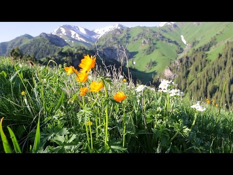 Видео: Заповедники Казахстана. Жетысу - Алатау