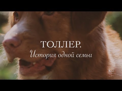 Видео: ТОЛЛЕР. История одной семьи