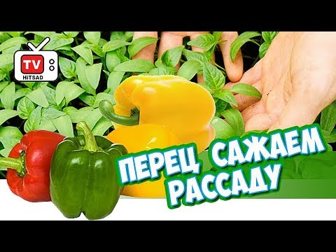 Видео: Хитсад ТВ - Посев перца на рассаду - Перец посадка семенами  в домашних условиях
