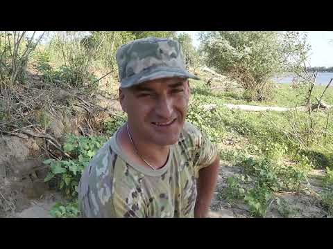 Видео: Сазан на Нижней Волге