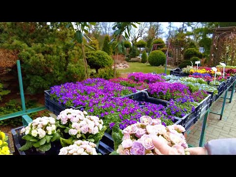 Видео: Обзор садового центра в небольшом ПОЛЬСКОМ СЕЛЕ.  Растения для дачи и  сада. Цены. Объявление!