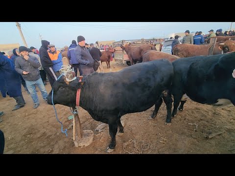 Видео: 17 ноября 2024 г. ТУРТКУЛЬ МОЛ БОЗОР НАРХЛАРИ