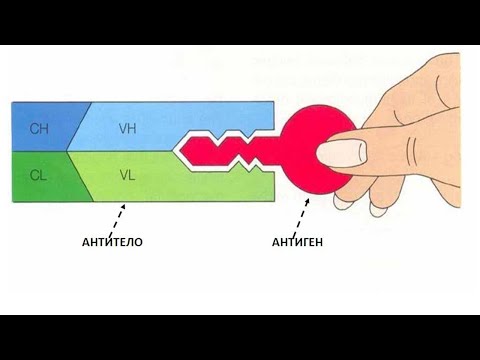 Видео: 01-12.  Иммунопатология. Часть 1.