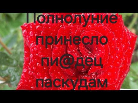 Видео: Вашим врагам придётся ловить обратку!#Предсказанияведьмы