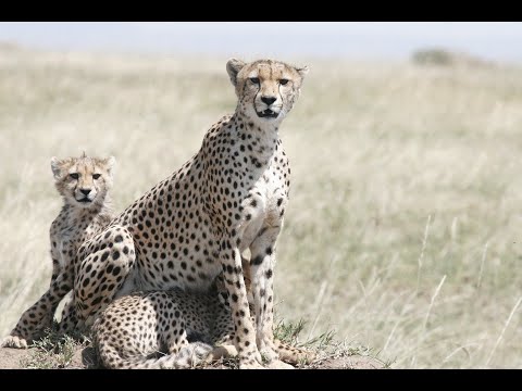 Видео: Дикая Пустыня Африки - ЭТОША. Животный мир Африки. 2 Часть