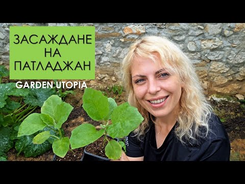 Видео: Засаждане на ПАТЛАДЖАН в градината