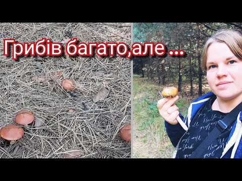 Видео: Грибний сезон нарешті відкрито.Полтавщина 