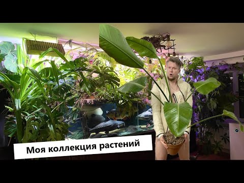 Видео: Моя коллекция растений - филодендроны, монстеры , антуриумы , алоказии , стрелиции, папоротники