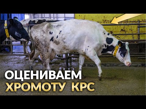 Видео: Походка коровы по шкале хромоты | Памятка для хозяйств